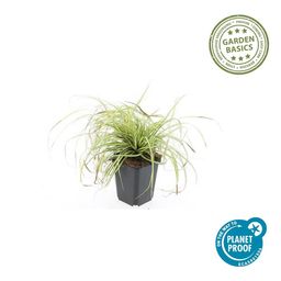 Garden basics 24x Carex oshim. 'Evergold' - ↕10-25cm - Ø9cm (50386)
