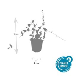 Garden basics 60x Vinca minor 'Blue and Gold' - ↕10-25cm - Ø9cm (48034)
