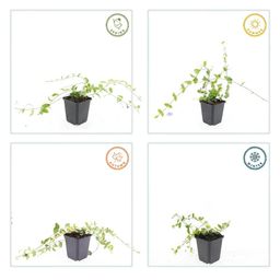 Garden basics 60x Vinca minor 'Blue and Gold' - ↕10-25cm - Ø9cm (48034)