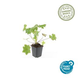 Garden basics 12x Geranium macr. 'Ingwersen's Var.' - ↕10-25cm - Ø9cm (47788)