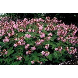 Garden basics 12x Geranium macr. 'Ingwersen's Var.' - ↕10-25cm - Ø9cm (47788)