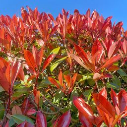 Plants by frank Grote Glansmispel planten voor 10 strekkende meter haag | - 12L - 20x | ↨ 125-150 cm - Carré Rouge (8721001420964)