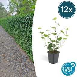 Garden basics 12x Hedera Hibernica - ↕10-25cm - Ø9cm (46930)