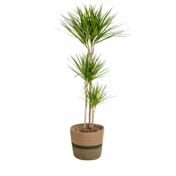 Dracaena Marginata Green met mand Ø24cm - ↕130 (48776)
