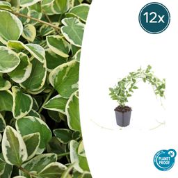 Garden basics 12x Vinca major 'Variegata' - ↕10-25cm - Ø9cm (48016)