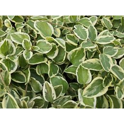 Garden basics 12x Vinca major 'Variegata' - ↕10-25cm - Ø9cm (48016)