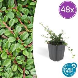 Garden basics 48x Cotoneaster pr. 'Streib's Findling' - ↕10-25cm - Ø9cm (50295)