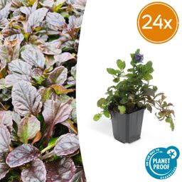 Garden basics 24x Ajuga reptans - ↕10-25cm - Ø9cm (50272)
