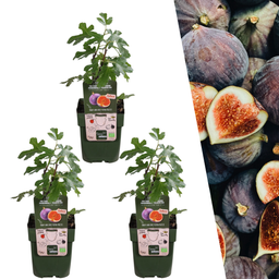 Plants by frank 3 x Biologische Vijgenbomen - Ø 13 cm - ↨ 20 cm (8721001421237)