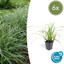 Garden basics 6x Carex morrowii 'Ice Dance' - ↕10-25cm - Ø9cm (47638)