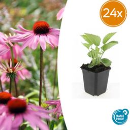 Garden basics 24x Echinacea p. 'Magnus' - ↕10-25cm - Ø9cm (50398)