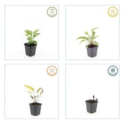 Garden basics 24x Echinacea p. 'Magnus' - ↕10-25cm - Ø9cm (50398)