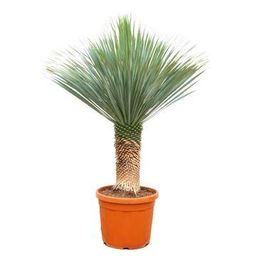 Yucca Rostrata - 150 (37193)