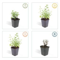Garden basics 60x Nepeta 'Six Hills Giant' - ↕10-25cm - Ø9cm (47930)