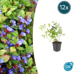 Garden basics 12x Ceratostigma plumbaginoides - ↕10-25cm - Ø9cm (46875)