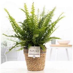 Nephrolepis Green Lady In P&PURE Basket (53369)