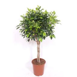 Ficus Nitida gevlochten stam - 120 cm (46050)
