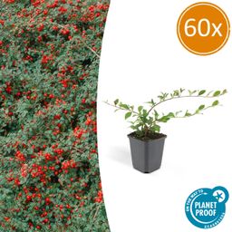 Garden basics 60x Cotoneaster dam. 'Major' - Ø9cm (46883)
