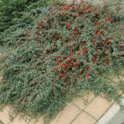 Garden basics 60x Cotoneaster dam. 'Major' - Ø9cm (46883)