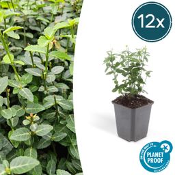 Garden basics 12x Euonymus fortunei radicans - ↕10-25cm - Ø9cm (47721)
