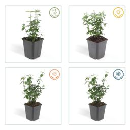 Garden basics 12x Euonymus fortunei radicans - ↕10-25cm - Ø9cm (47721)