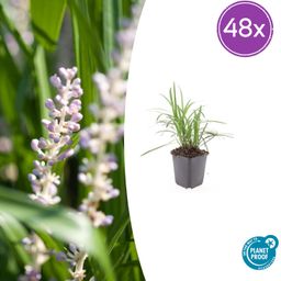 Garden basics 48x Liriope muscari 'Monroe White' - ↕10-25cm - Ø9cm (50475)