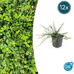 Garden basics 12x Euonymus fort. 'Minimus' - ↕10-25cm - Ø9cm (47714)