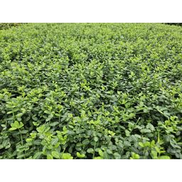 Garden basics 12x Euonymus fort. 'Minimus' - ↕10-25cm - Ø9cm (47714)
