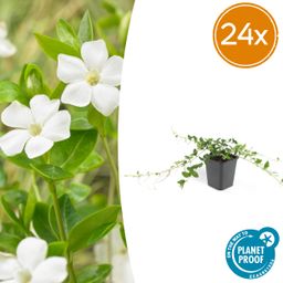 Garden basics 24x Vinca minor 'Alba' - ↕10-25cm - Ø9cm (50350)
