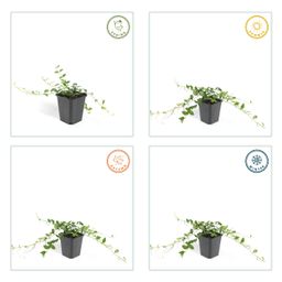 Garden basics 24x Vinca minor 'Alba' - ↕10-25cm - Ø9cm (50350)