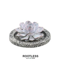 Rootless by aloe demi ROOTLESS Succulent Echeveria Lilacina in schaal 'Concrete' Ø20 cm (8721001420247)