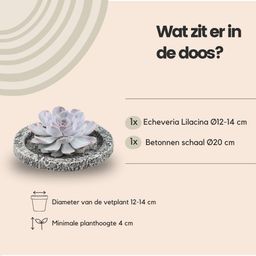 Rootless by aloe demi ROOTLESS Succulent Echeveria Lilacina in schaal 'Concrete' Ø20 cm (8721001420247)