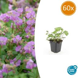 Garden basics 60x Geranium cant. 'Cambridge' - ↕10-25cm - Ø9cm (47776)