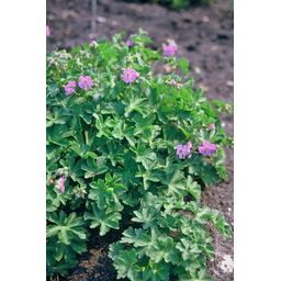 Garden basics 60x Geranium cant. 'Cambridge' - ↕10-25cm - Ø9cm (47776)