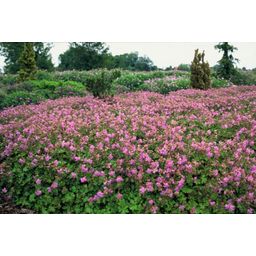 Garden basics 60x Geranium cant. 'Cambridge' - ↕10-25cm - Ø9cm (47776)