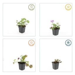 Garden basics 60x Geranium cant. 'Cambridge' - ↕10-25cm - Ø9cm (47776)