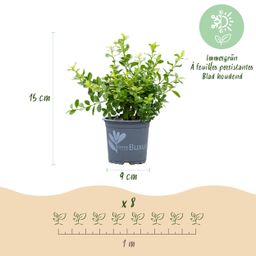 Buxus Haag - BetterBuxus Babylon Beauty - Resistant tegen de Buxus schimmel - 16 planten - 2 strekkende meter - pot 9cm hoogte 20-25 (8720862103535)