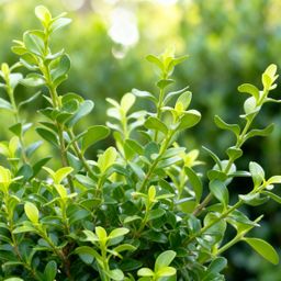 Buxus Haag - BetterBuxus Babylon Beauty - Resistant tegen de Buxus schimmel - 16 planten - 2 strekkende meter - pot 9cm hoogte 20-25 (8720862103535)