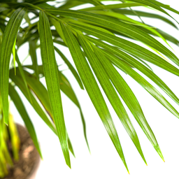 Dypsis Areca Lutescens met mand Ø21cm - ↕100 (48557)
