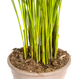 Dypsis Areca Lutescens met mand Ø21cm - ↕100 (48557)