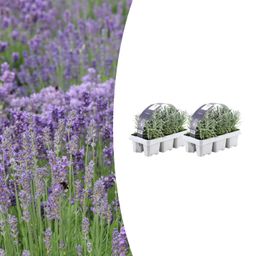 Premium basics 2x 6 pack Lavendel angustifolia - Ø7 cm (48268)