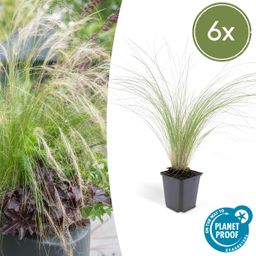 Garden basics 6x Stipa tenuissima 'Ponytails' - ↕10-25cm - Ø9cm (46990)