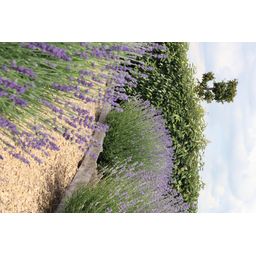 Premium basics 2x 6 pack Lavendel angustifolia - Ø7 cm (48268)
