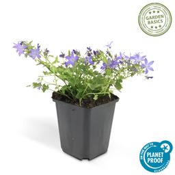 Garden basics 24x Campanula poscharskyana 'Stella' - ↕10-25cm - Ø9cm (50378)