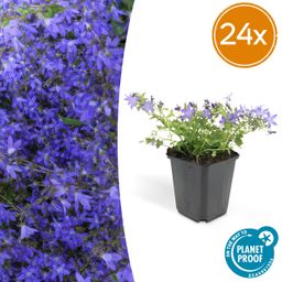 Garden basics 24x Campanula poscharskyana 'Stella' - ↕10-25cm - Ø9cm (50378)