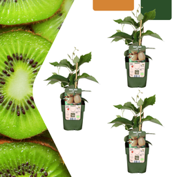 Premium basics 3 x Biologische kiwiplanten - Ø 13 cm - ↨ 20 cm (48375)