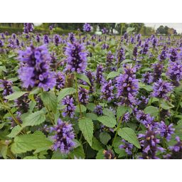 Garden basics 60x Agastache 'Blue Fortune' - ↕10-25cm - Ø9cm (47568)