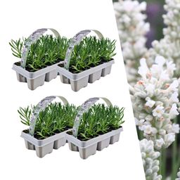 Plants by frank 4 x 6 pack Lavendel angustifolia white - 24 x Ø7 cm (33465)