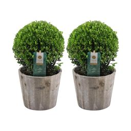 Plants by frank 2x Ilex crenata 'Jenny' bol in houten pot | set van 2 stuks | 20 cm Ø diameter (8721001420353)