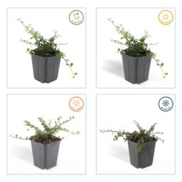 Garden basics 6x Cotoneaster pr. 'Queen of Carpets' - ↕10-25cm - Ø9cm (46889)